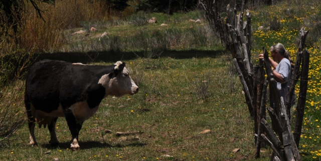 Nellie and the lead cow